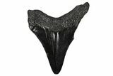 Juvenile Megalodon Tooth - South Carolina #340648-1